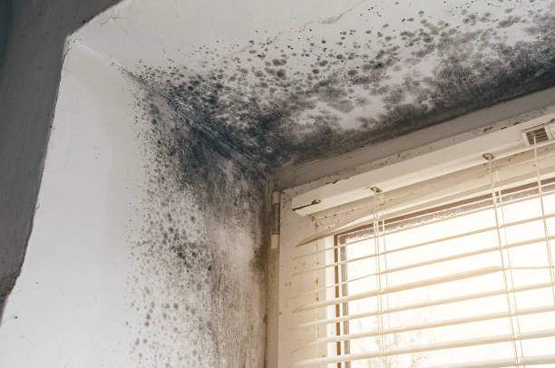 Affordable Commercial Mold Remediation solutions in McBain, MI